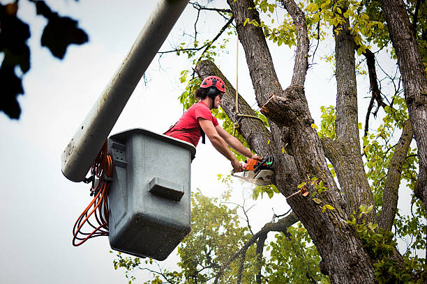Best Hazardous Tree Removal  in Frewsburg, NY