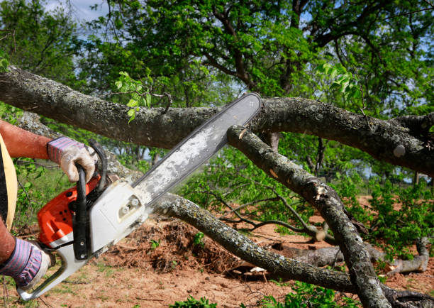 Best Firewood Processing and Delivery  in Frewsburg, NY